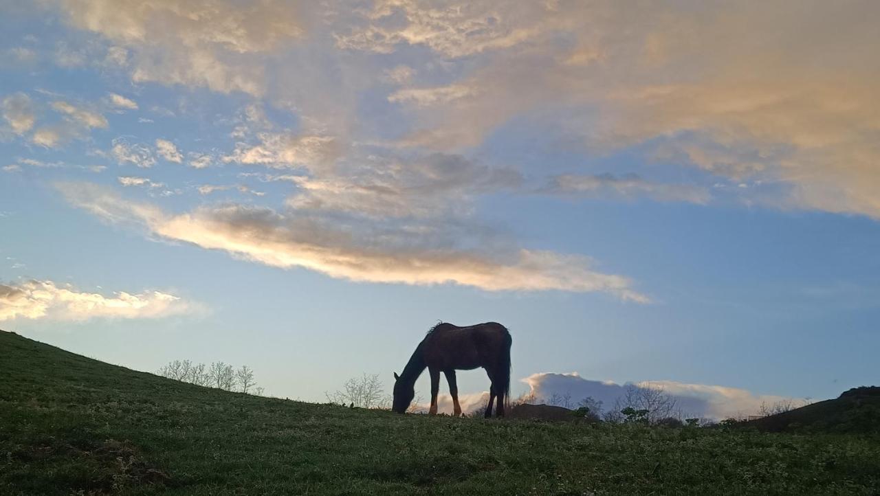 Appartamento Golindo Goikoa Getaria Esterno foto
