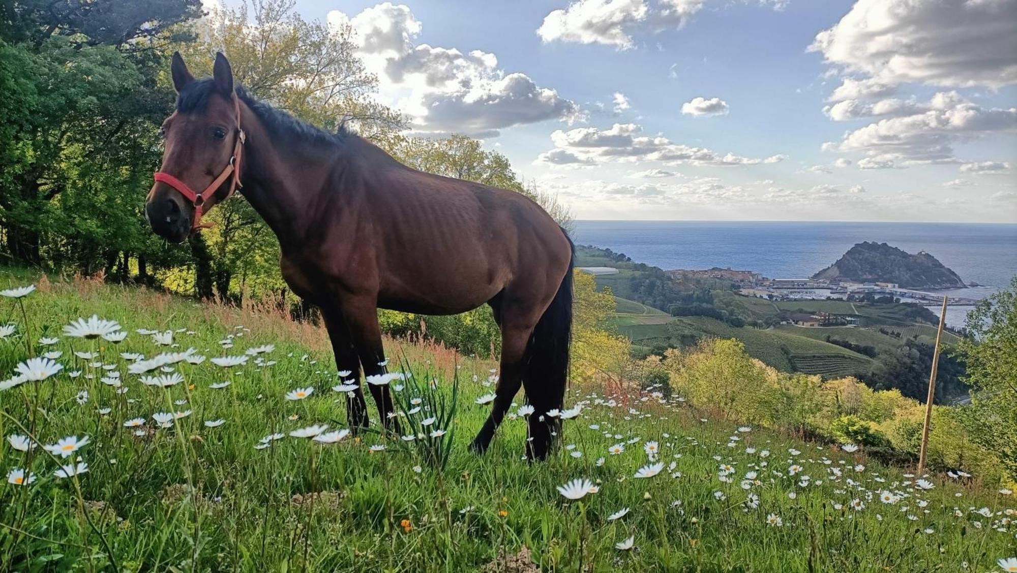 Appartamento Golindo Goikoa Getaria Esterno foto